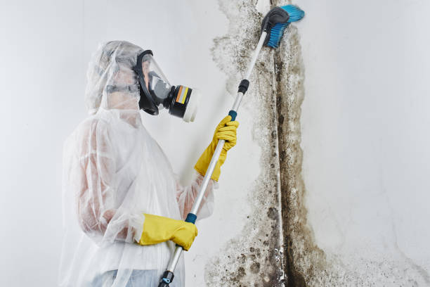 Attic Mold Removal in Vermilion, OH