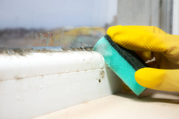 Best Fast Mold Removal  in Vermilion, OH