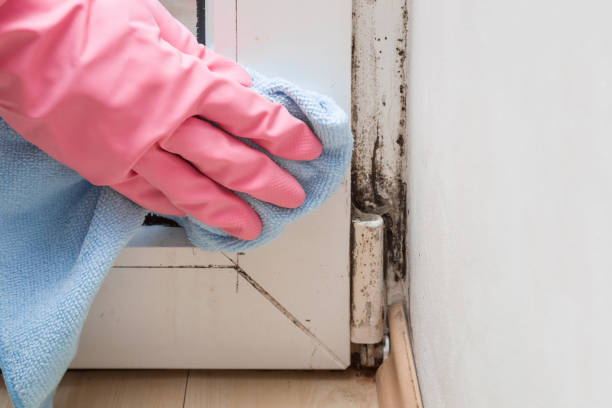 Best Certified Mold Removal  in Vermilion, OH